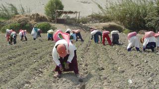 “El sector agrario necesita la implementación de la segunda reforma agraria”, según presidente de la CNA