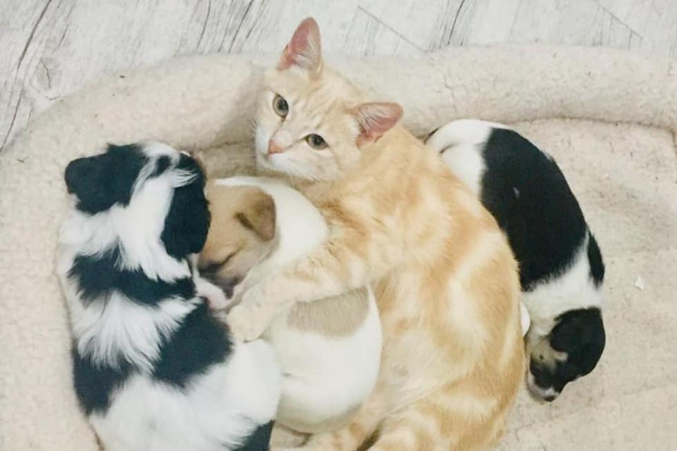 Una gatita llegó a un albergue días después de perder a sus crías; sin embargo, unos cachorros huérfanos le dieron un nuevo propósito de vida. (Foto: Langeeban Animal Care en Facebook)