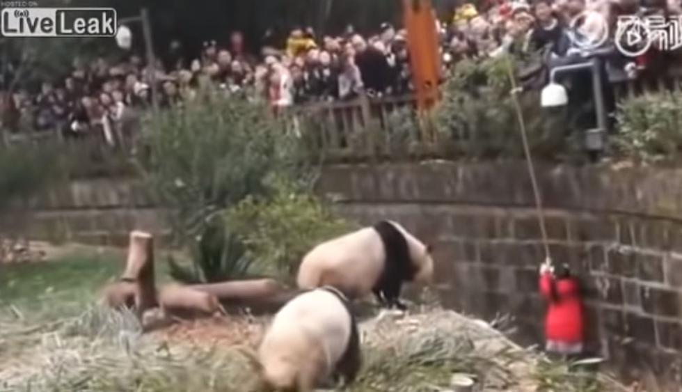 Es en ese momento en que los osos panda se acercaron, pero sin tener, aparentemente, intención de atacarla. (YouTube: Inna Harmon)