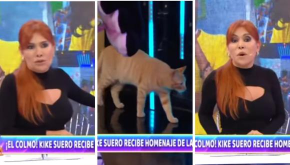 Magaly Medina sacó cara por el animalito que paseaba por el canal ATV. (Foto: Captura YouTube).