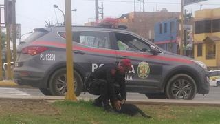 Policía asiste a un perro que fue atropellado en la avenida Gambetta