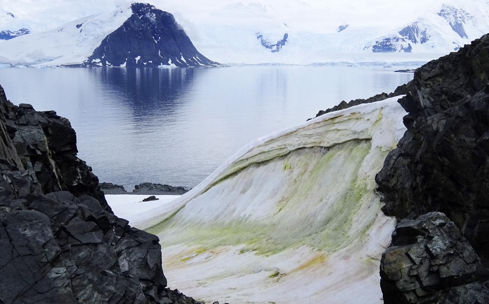 La Antártida se torna verde debido al cambio climático. (AFP)