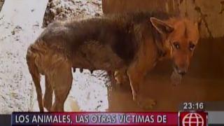 Huaico en Chosica: El drama también lo sufren las mascotas
