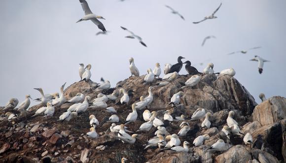 Los alcatraces del norte, una especie de ave marina conocida localmente como "Fou de Bassan", vuelan y descansan en las rocas cerca de la isla Rouzic frente a la costa de Perros-Guirec, en Bretaña, oeste de Francia, el 15 de septiembre de 2022. (Foto de FRED TANNEAU / AFP)