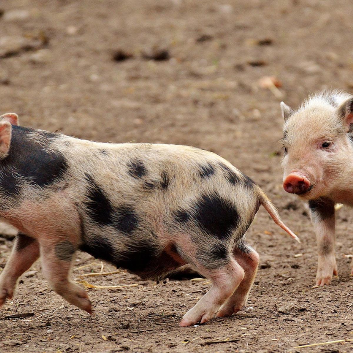 Video viral | Carrera de cerdos en Carolina del Sur se vuelve viral por su  hilarante final anticlimático | TikTok | Estados Unidos | USA | EEUU |  Trends | Tendencias | nnda nnrt | REDES-SOCIALES | PERU21