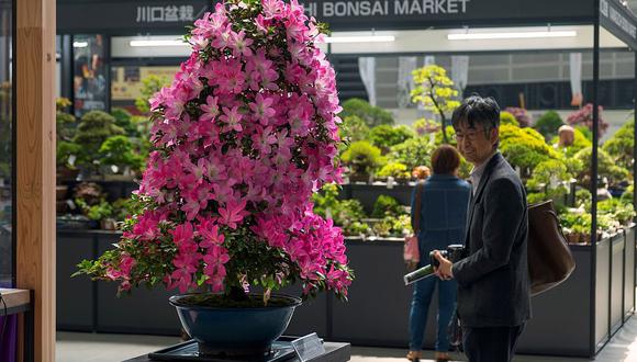 Los cultivadores están pensando la posibilidad de crear patrullas de vigilancia para evitar que haya más robos de bonsáis.(Foto: AFP)