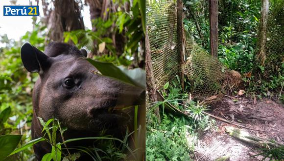 Justicia para 'Chibolo', el tapir amazónico secuestrado del centro de rescate Pilpintuwasi. (Foto: Pilpintuwasi)