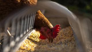 Estados Unidos confirma su primer caso reciente de gripe aviar H7N2 en humanos