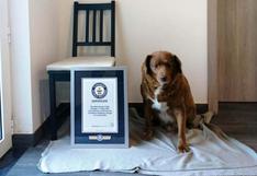 Bobi: El perro más viejo del mundo tiene más de 30 años y ya consiguió el Récord Guinness