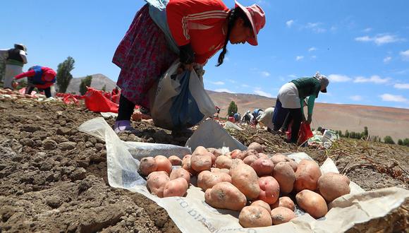 El subsector agrícola tuvo un repunte de 11.7% y el subsector pecuario creció en 2.2% en junio, según Midagri. (Foto: GEC)
