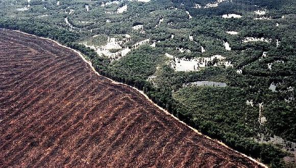 En Brasil se redujo a la mitad el tiempo para emitir una alerta de deforestación (Internet)