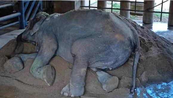 Elefanta esclavizada fue rescatada. (Foto: Save Elephants)