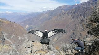 Sinchi, el cóndor andino volvió a surcar el cañón del Colca tras 7 meses de rehabilitación | VIDEO 