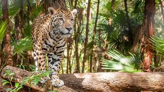 Solo quedan 22 mil jaguares en el Perú, cerca de la mitad de la cifra que deberían haber