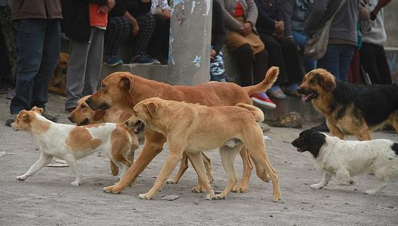 El año pasado Arequipa solo registro 20 casos de rabia canina, sin embargo este año en menos de dos meses se reportaron 18 casos de esta enfermedad. Hasta el momento 110 canes de la zona han sido vacunados (Foto Archivo GEC referencial)