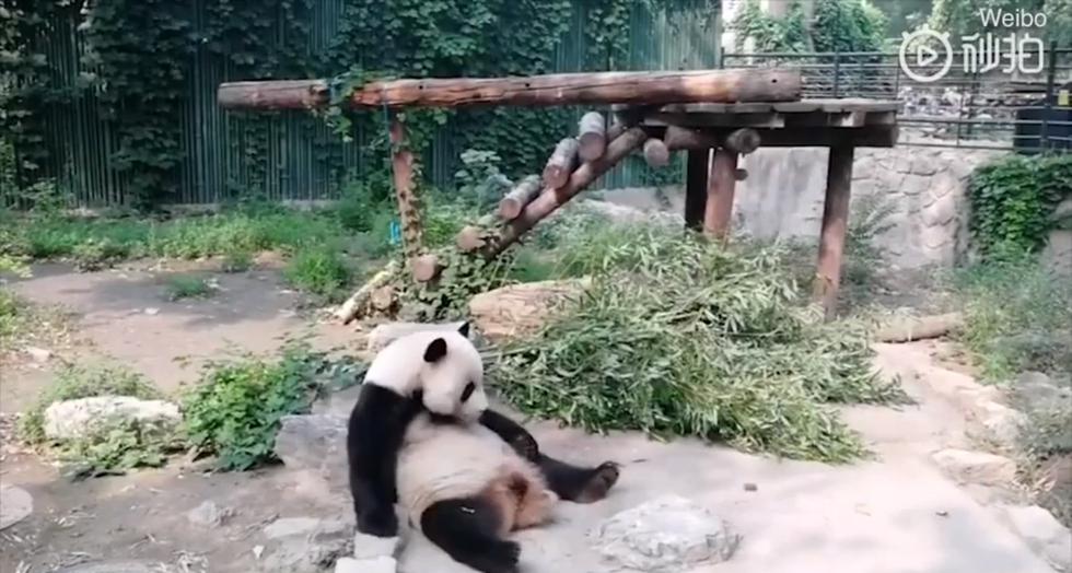¡Indignante! Turista lanza piedra a un panda dormido en un zoológico en China para 'animarlo'. (Captura)