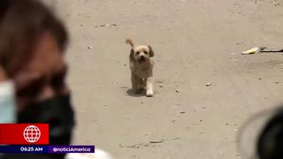 VES: Vecinos denuncian que ladrones envenenan a perros para cometer asaltos 