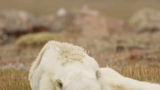 La imagen de un oso polar afectado por el calentamiento global indigna a millones [FOTOS Y VIDEO]