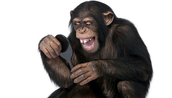 Los chimpancés pueden combinar elementos propios de sentidos distintos.