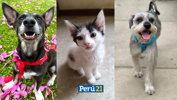 Fundación Rayito y Súper Pet se unen para realizar una súper jornada de adopción. (Imagen: Difusión/Composición Perú21)