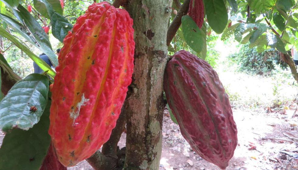 En los campos de San Martín, las ramas son adornadas por los vivos colores de las frutas del cacao (Carlos Viguria).