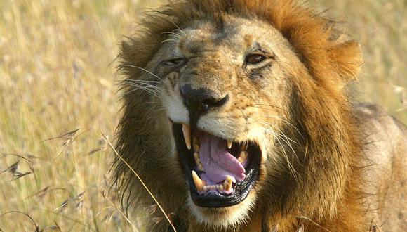 Un león del Parque Nacional de Nairobi, en Kenia, mató a una persona. (Foto referencial: AFP/Archivo)