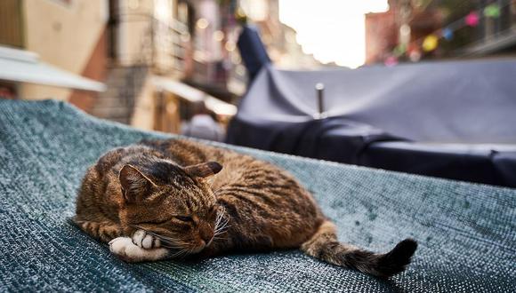 Gato callejero. (Foto:Pixabay)
