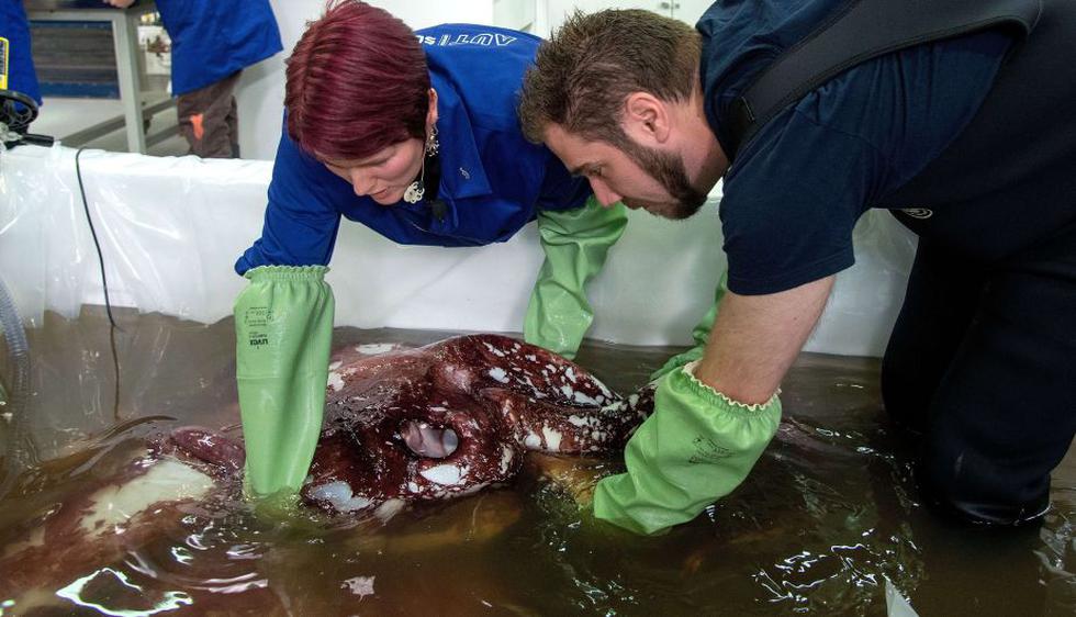 Calamar colosal fue capturado en 2013. (AFP)