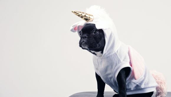 Halloween: Consejos que debes tener en cuenta si vas a disfrazar a tu mascota