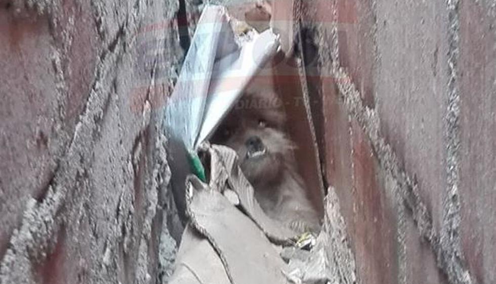 Tacna: Este perro lo pasó mal en su día. (Exitosa Tacna)
