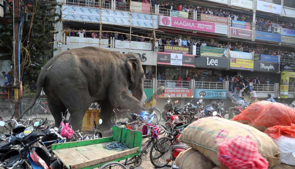 Elefante salvaje causó pánico en ciudad al destruir un centenar de casas y tiendas. (AFP)