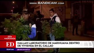 Hallan más de 20 plantones de marihuana dentro de vivienda en el Callao [VIDEO]