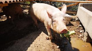 Vegetarianos se unen para salvar a los chanchitos 'Porky' 'Petunia' y 'Pitusa'