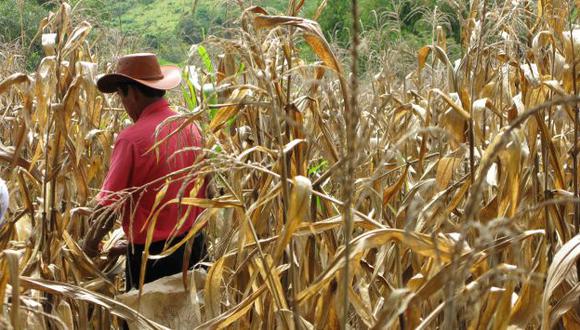 Cosecha mundial de trigo, soya y maíz tendrá buenas perspectivas. (USI)
