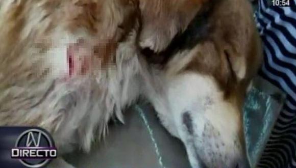 Iquitos: Adolescente acuchilló a perro que atacó a su hermana de dos años. (Canal N)
