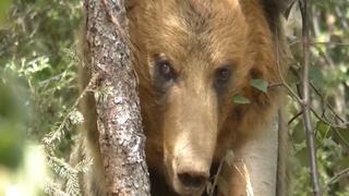 China: rescatan oso atrapado bajo alambrada
