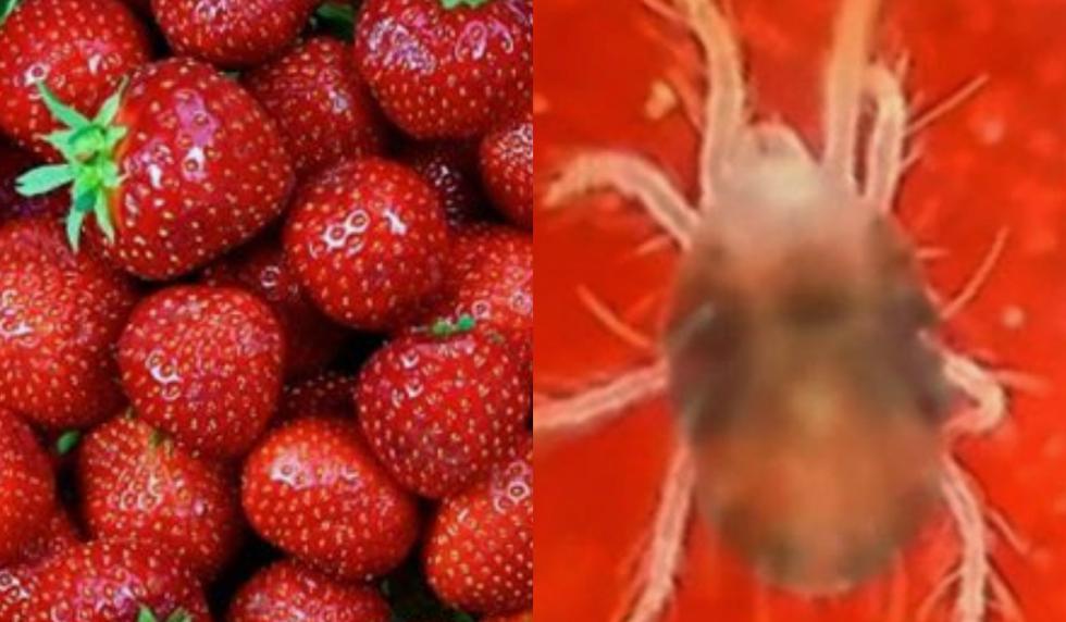 ¡Las fresas tienen parásitos! Esto es lo que tienes que hacer para lavar correctamente esta fruta. (Getty)