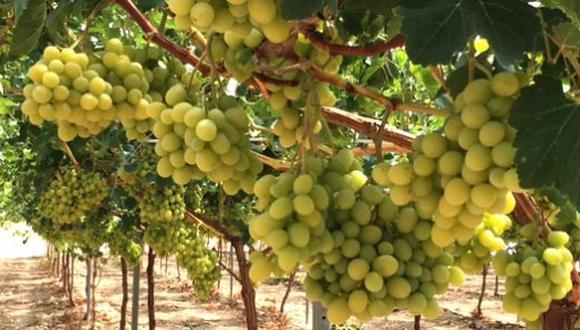 Las exportaciones de uvas frescas suman 168,889 toneladas en lo que va del 2019. (Foto: GEC)