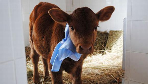 La leche ‘maternizada’ de esta vaca ayudaría a combatir la mortandad infantil. (Internet)