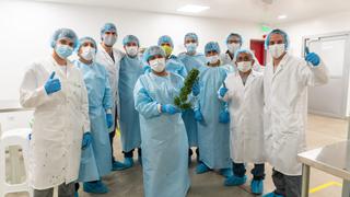 Laboratorio peruano se alista para exportar cannabis medicinal al mercado de Latinoamérica