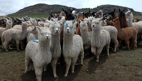 Puno: mejoraron productos de alpaca con embriones de calidad genética (Foto Minagri-Inia).
