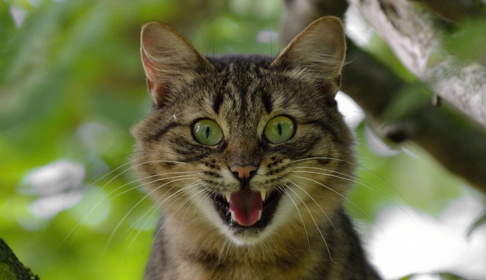 El video del gato y el periquito superó las 12 millones de reproducciones. (Referencial - Pixabay | YouTube)