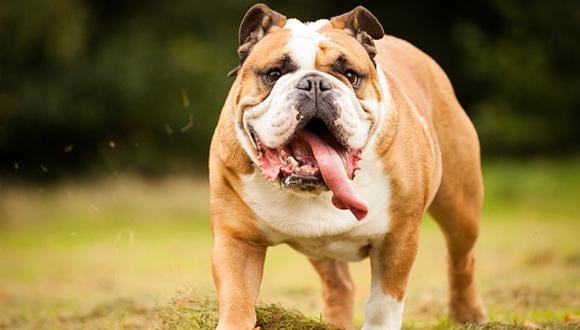 Pareja de esposos es multada por obligar a sus bulldogs a tener camadas más de una vez al año. (Foto: Getty Images)