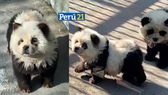 Las mascotas teñidas provocaron una ola de críticas contra el zoológico de Taizhou. (Foto: Difusión).