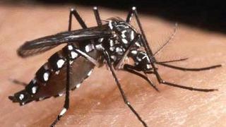 Virus del dengue es más agresivo cada año