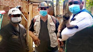 San Martín: rescatan a mono machín que permanecía enjaulado en una vivienda de Juanjuí