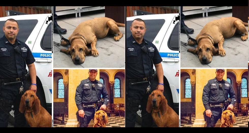 Perro policía perdió dura batalla contra el cáncer y recibió honores antes de fallecer.