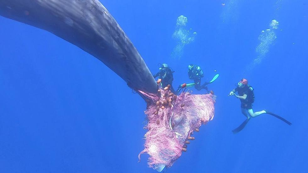 Los buzos de la guardia costera italiana trabajan para liberar a un cachalote atrapado en una red de pesca en el mar al norte de las Islas Eolias de Sicilia. (Reuters/Courtesy of Carmelo Isgro).