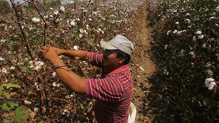 En marcha plan de competitividad para mejorar calidad del algodón