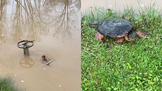 El dramático rescate de una tortuga atorada en un estanque inundado